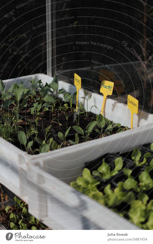 Gemüsepflanzen im Gewächshaus vorziehen Pflanze Fenchel Blumenkohl Kohlrabi Kopfsalat Kisten Urban gardening permakultur Erde Jungpflanze Frühling gärtnern