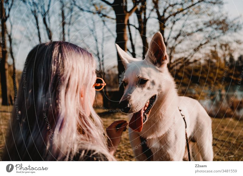 Frauchen mit Hund hund gassi erziehung haustier training leckerlie bestechung draußen sommer sonne wärme schäferhund weiß schönheit aufmerksam tierliebe