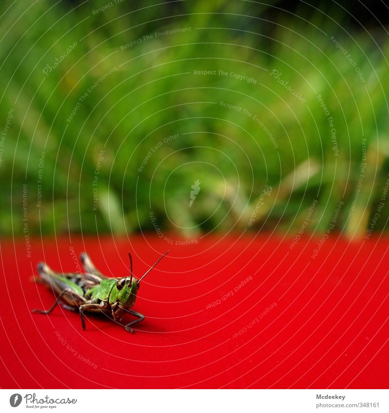 1,2, hopp... Natur Pflanze Tier Sonne Sommer Schönes Wetter Gras Feld Wildtier Heuschrecke natürlich braun grau grün orange rot schwarz weiß hüpfen