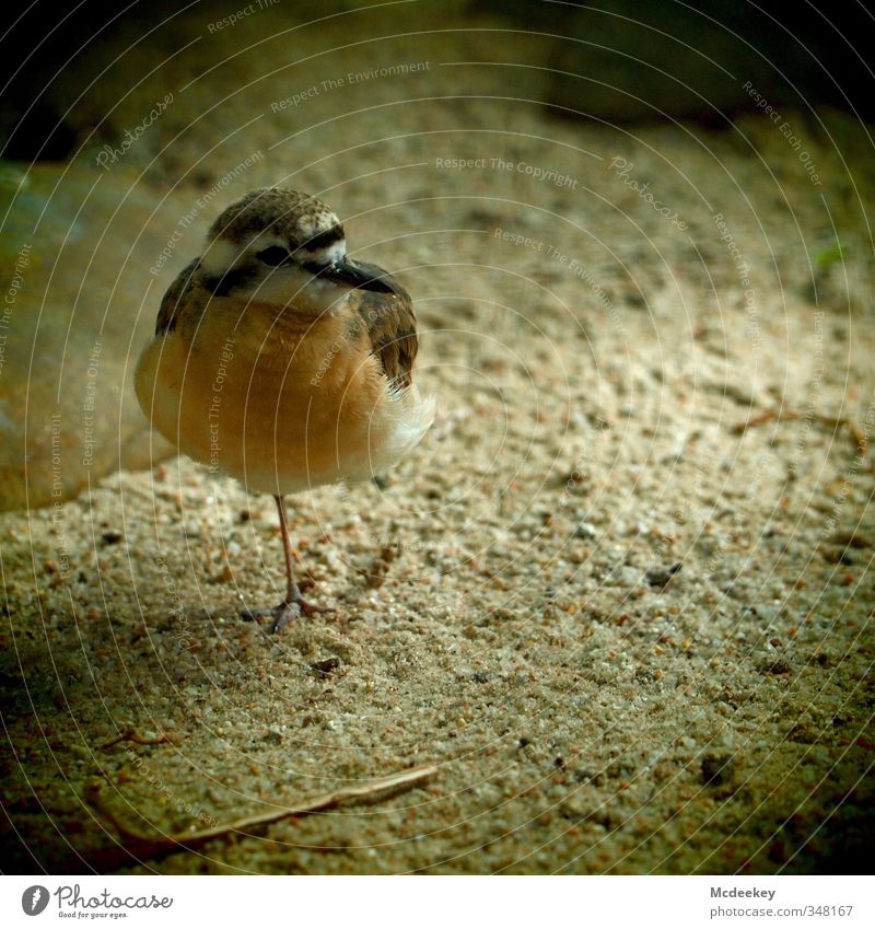 Einbeinvogel Tier Wildtier Vogel Tiergesicht Flügel Krallen Zoo 1 gelb grau orange schwarz weiß Angst gefangen Feder Sand Stein Schnabel Auge Streifen Halm