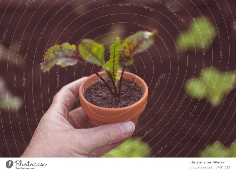 Rote Bete Pflänzchen in einem Tontopf, gehalten von einer Frauenhand Rote Bete Pflanze junges Gemüse pflanzen Beet Pflanztopf Frühling Ernährung