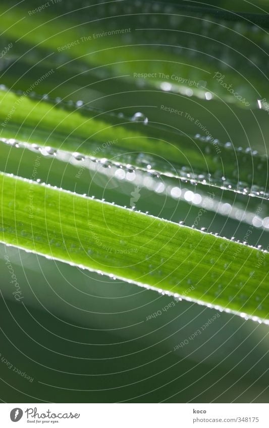 Wassertröpfchen. noch mehr. Natur Pflanze Wassertropfen Sonnenlicht Frühling Sommer Gras Streifen Netzwerk Tropfen glänzend leuchten Wachstum ästhetisch einfach