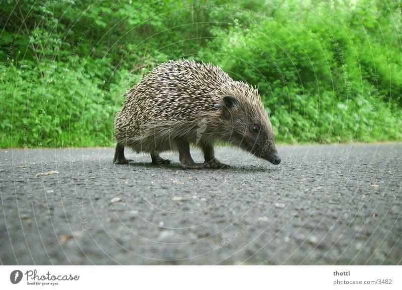 Igel grün gefährlich Tier Asphalt Straße bedrohlich