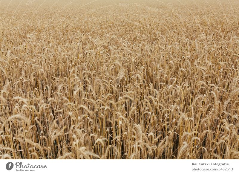 Weizenfeldtextur Hintergrund Kornernte Ackerbau Herbst Transparente Brot Müsli Land Landschaft Ernte kultiviert Detailaufnahme Europa fallen Bauernhof