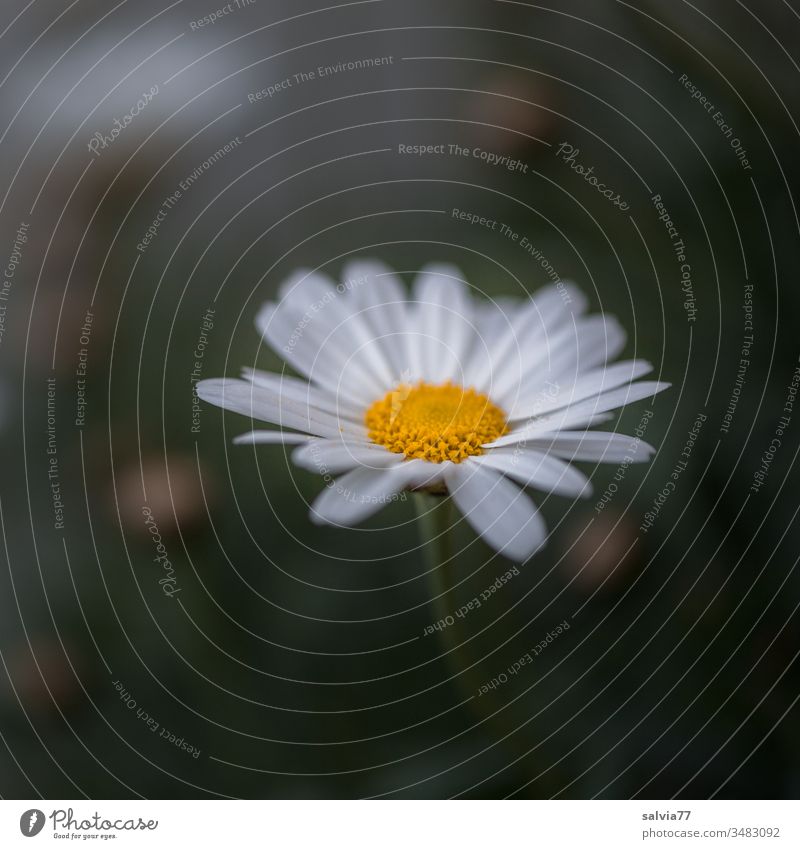 Margeritenblüte Blume Blüte Natur Pflanze Frühling Blühend gelb schön Nahaufnahme Garten Unschärfe Makroaufnahme Menschenleer Detailaufnahme Textfreiraum oben