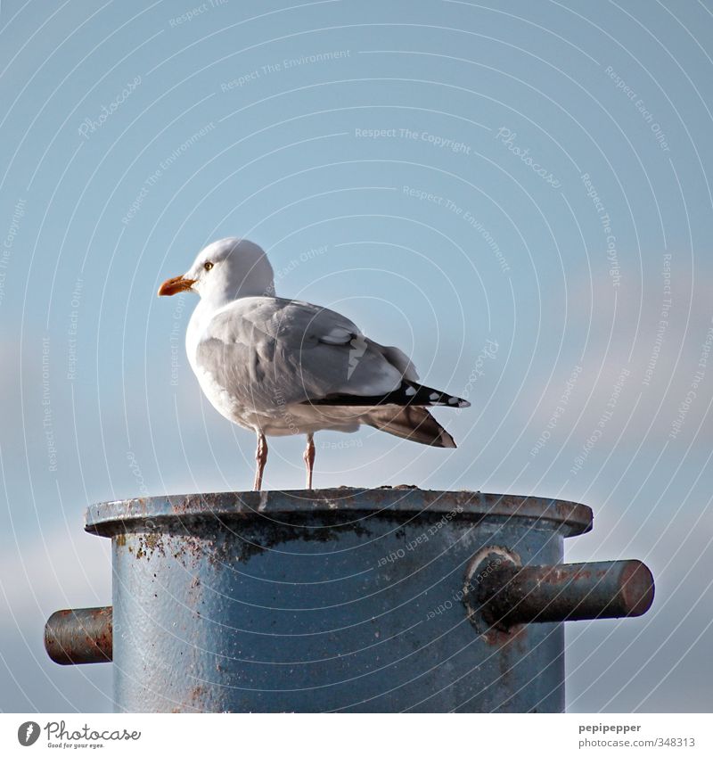 -O__ Ferien & Urlaub & Reisen Tourismus Ausflug Freiheit Kreuzfahrt Sommer Himmel Wolken Küste Fischerdorf Hafen Schifffahrt Poller Tier Wildtier Vogel Taube