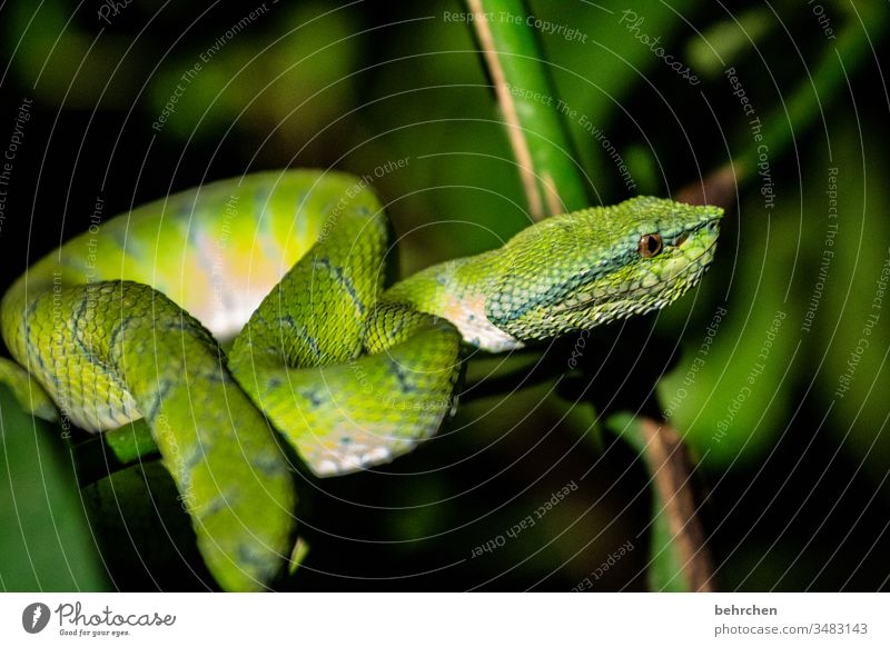 giftig Tierporträt Unschärfe Kontrast Licht Kunstlicht Nahaufnahme Detailaufnahme Makroaufnahme Menschenleer Nacht Außenaufnahme Farbfoto beeindruckend Fernweh