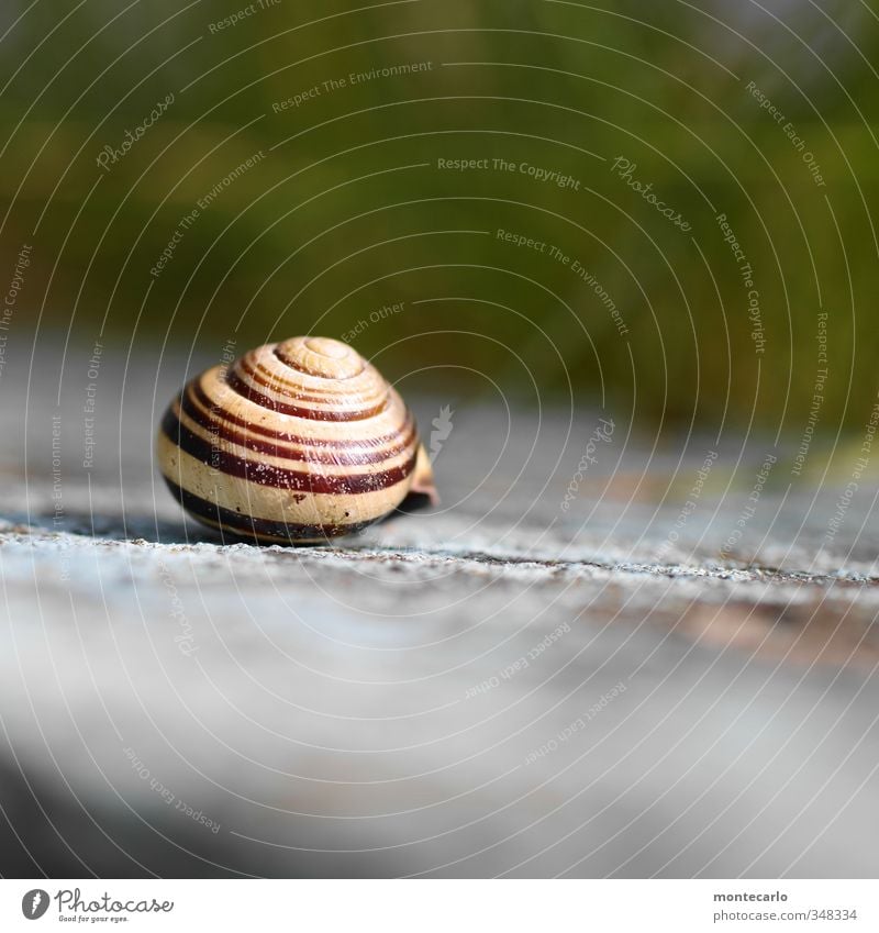 Schneggenhäusle Umwelt Natur Tier Wildtier Schnecke 1 Schneckenhaus Stein authentisch klein natürlich rund mehrfarbig Farbfoto Außenaufnahme Nahaufnahme