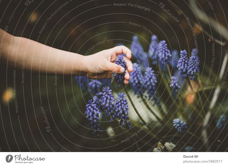 Kind findet im Garten eine Traubenhyazinthe Finger Blüte anfassen erkunden tasten schön neugierig Kleinkind klein lila Frühling Fruehjahrsblumen Frühjahr