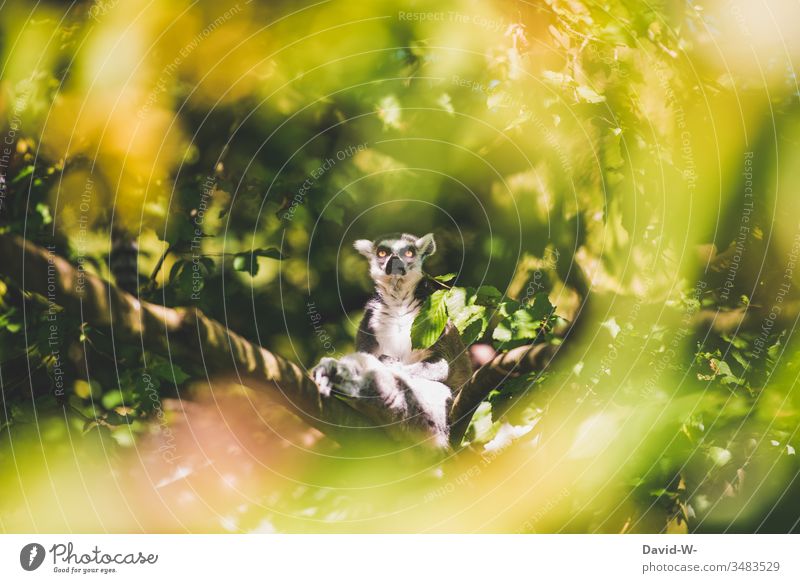 alt | waaaas ich???? Affe Baum Wald Zoo Freiheit Natur Blick Blick in die Kamera lustig grimmig Ernst Böse böser Blick ernster Blick beobachten spion Farbfoto 1