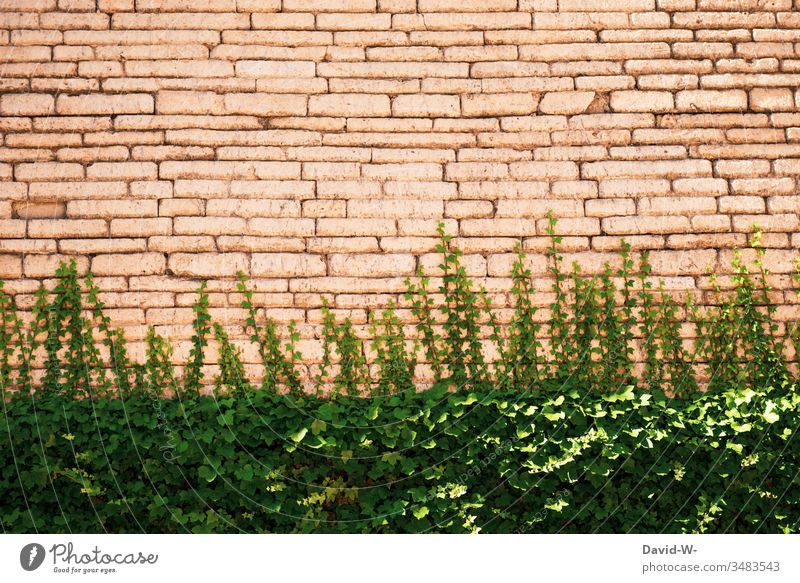 wo ein Wille ist, ist auch ein Weg Efeu Wand Wachsen hoch Mauer grün Unkraut schnell nachwachsende aus Verbreitung Natur Muster Textfreiraum oben