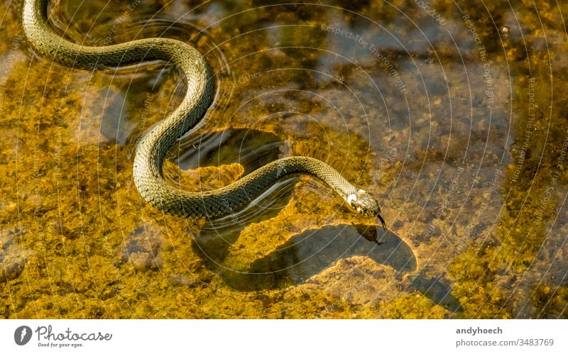 Eine Schlange schwimmt im Wasser Ottern Tier Tiere beißend Nahaufnahme Gefahr gefährlich exotisch schnell Gras grün gyrose Kopf vereinzelt Fortbewegung Bewegung