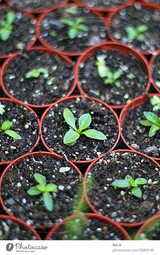 kleine Setzlinge in Töpfen Aussaat Feld Landwirtschaft grün Erde Ackerbau Pflanze Natur Ernte Frühling Wachstum braun ökologisch Umwelt Ernährung