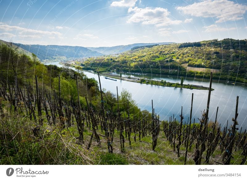 Blick über grüne Weinberge an der Mosel, die beginnen zu sprossen Freiheit panorama Umweltschutz Klimaschutz einladend Genuss genießen bewundern Überblick