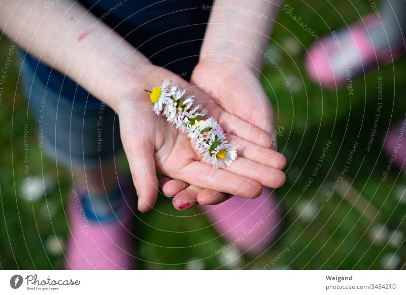 Gänseblümchen Kindererziehung Kindergarten Erziehung Garten Muttertag Muttertagsgeschenk Blüte Geschenk Dankeschön Dankbarkeit Frühling Natur Textfreiraum unten