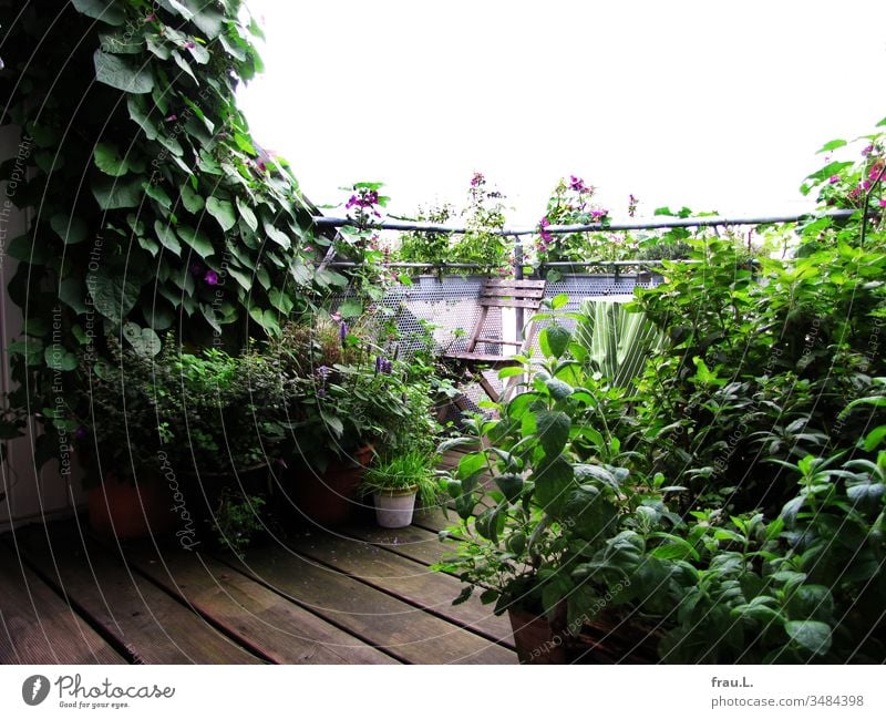 Kräuter und Blumen übten Dschungel und eroberten die Dachterrasse. Balkon Pflanze Außenaufnahme Sonnenblume Anisysop Klappstuhl Blumentopf Minze Rauke