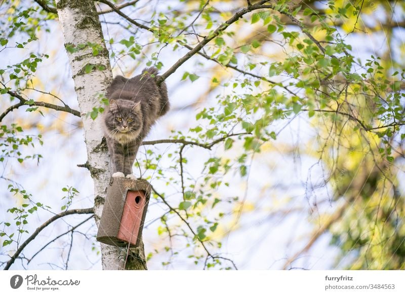 Katze klettert auf Baum um an Vogelhaus heran zu kommen Haustiere Ein Tier Rassekatze Langhaarige Katze maine coon katze weiß blau gestromt im Freien grün Rasen