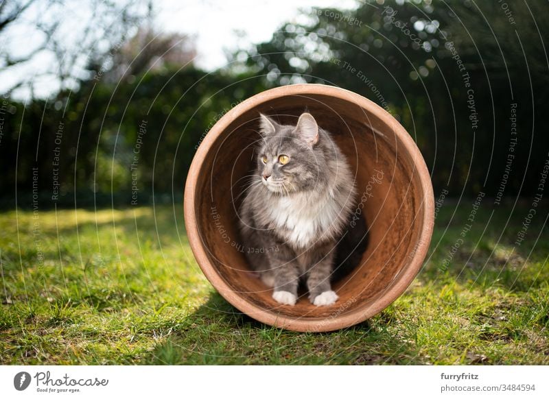 neugierige Maine Coon Katze im Blumentopf Haustiere Ein Tier Rassekatze Langhaarige Katze maine coon katze weiß blau gestromt im Freien grün Rasen Wiese Gras