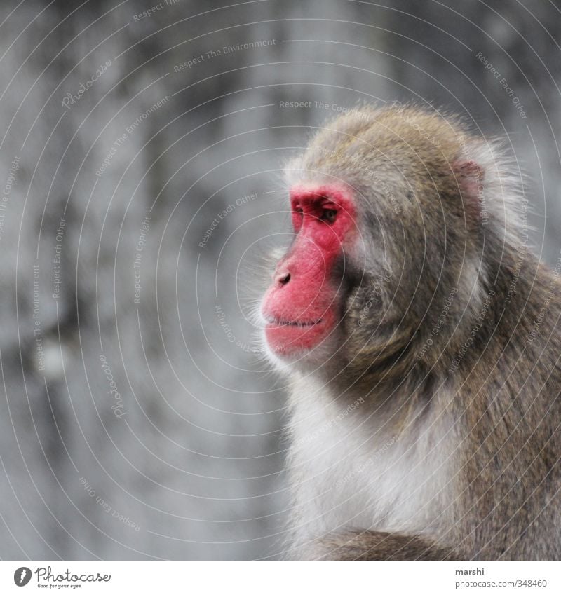 Sonnenbrand Tier Wildtier Tiergesicht Zoo 1 braun rot Affen Fell Tierporträt exotisch wildniss Natur Farbfoto Außenaufnahme Tag