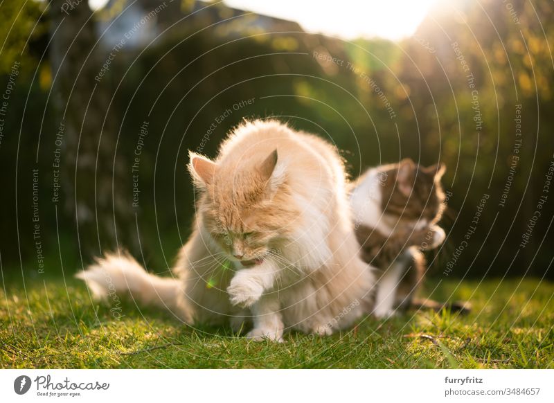 zwei Katzen verschiedener Rassen putzen sich gleichzeitig Haustiere Zwei Tiere Rassekatze Langhaarige Katze maine coon katze anders Variation Vielfalt