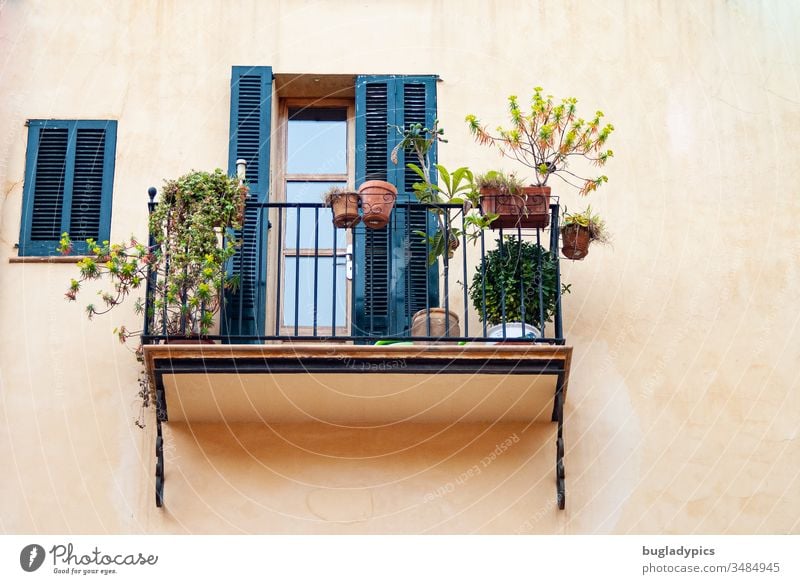 Mediterraner Balkon mit Metallgeländer auf dem Pflanzen in Tontöpfen stehen. Die Fassade ist hell terrakotta gestrichen und die Schlagläden von Balkontür und Fenster sind dunkelblau oder petrol