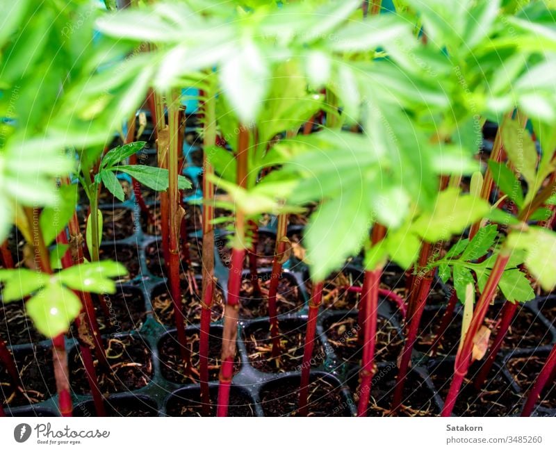 Roter Stamm von Ringelblumensetzlingen in Kunststoff-Setzkasten Keimling Wurzeln Tablett jung sprießen Natur Blume Pflanze Hintergrund grün rot frisch Garten