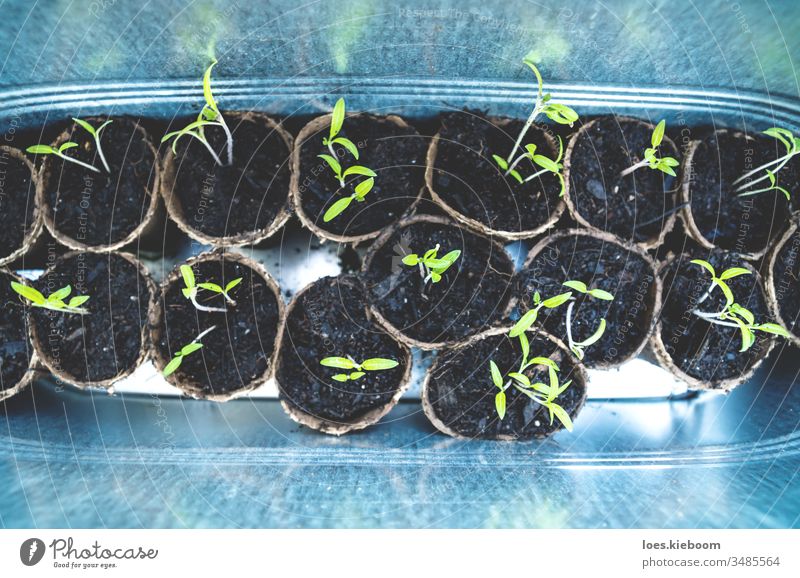 Tomatensetzlinge in kleinen Töpfen im Zinn-Balkonbehälter Gartenarbeit grün Boden Ackerbau wachsen Keimling Büchse Bodenbearbeitung frisch Blatt Natur organisch