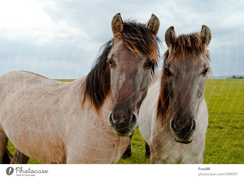 wir sind nicht neugierig.... Reitsport Reiten Landschaft Luft Himmel Wolken Sommer Gras Wiese Feld Pferd 2 Tier beobachten Bewegung Erholung sportlich