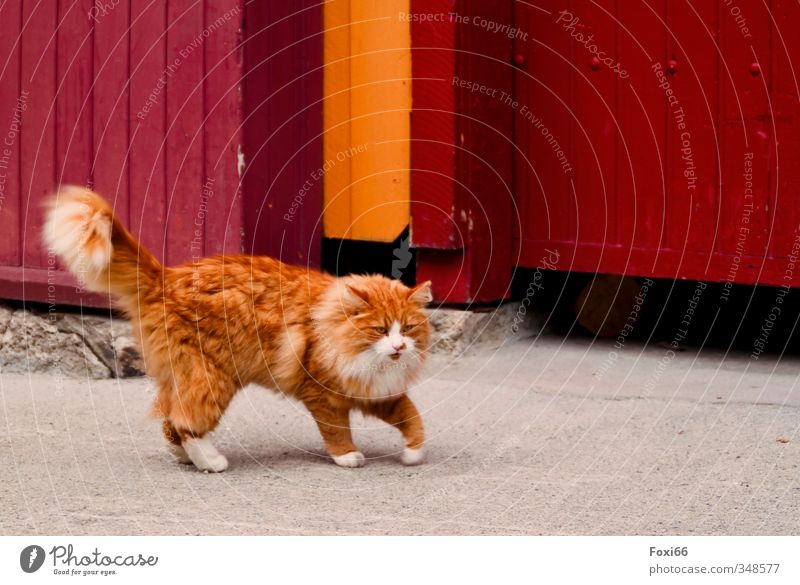 Schleichwege Dorf Tor Mauer Wand Straße Haustier Katze Norwegische Waldkatze 1 Tier Stein Beton Holz kuschlig natürlich grau orange rot Freude Tierliebe "sanft