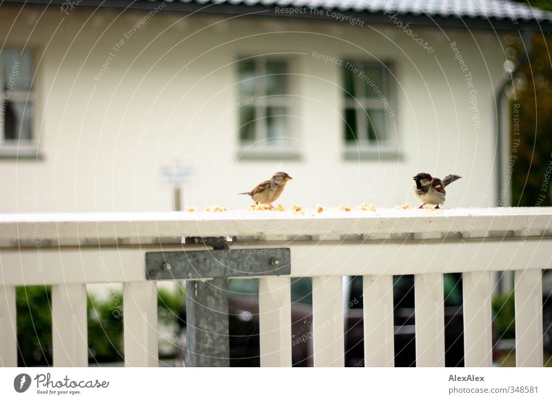 Spaziergang - Passer domesticus Brot Krümel Menschenleer Singvögel Spatz Sperlingsvögel 2 Tier Holz Metall Fressen füttern frech wild braun weiß Zusammensein