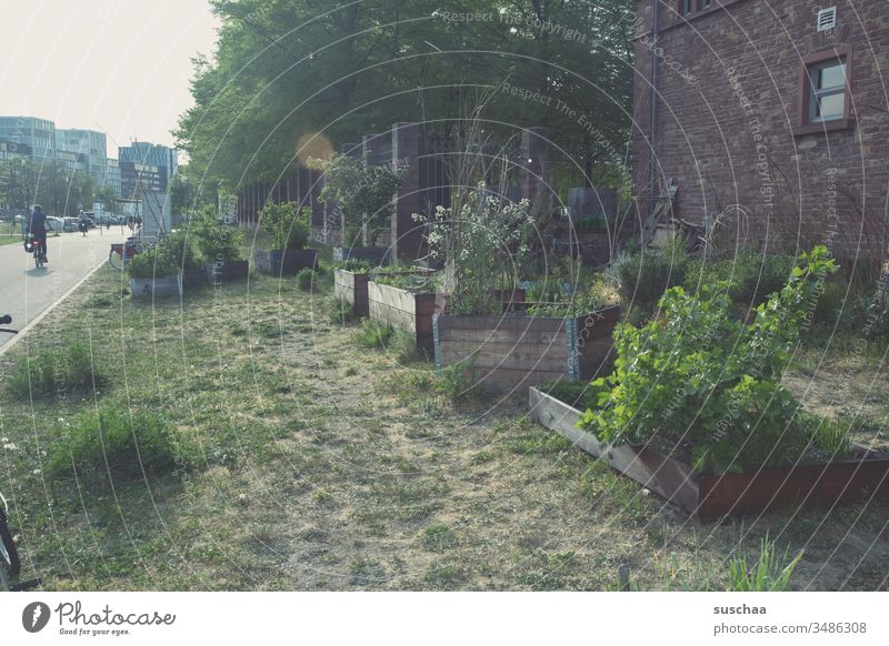 urban gardening Stadt Stadtbild Wegesrand Fußgängerweg Garten Anbau Gartenbau Landleben Stadtleben Gegensatz Anbaufläche Gärtchen Gemüseanbau Außenaufnahme Beet