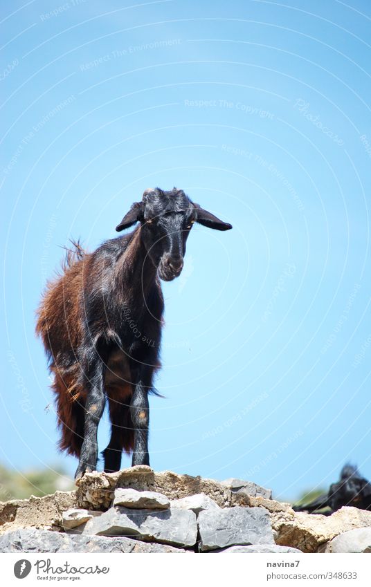 wer beobachtet hier wen? Tier Haustier Nutztier Wildtier Ziegen 1 beobachten Wärme wild Wachsamkeit Gelassenheit ruhig skepsis Einsamkeit Farbfoto Außenaufnahme