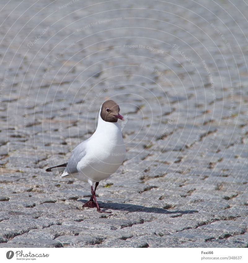 stolzieren Sommer Ostsee Wildtier Möwe. Lachmöwe 1 Tier Stein elegant Gesundheit schön braun grau weiß Tierliebe Gelassenheit Neugier Erholung