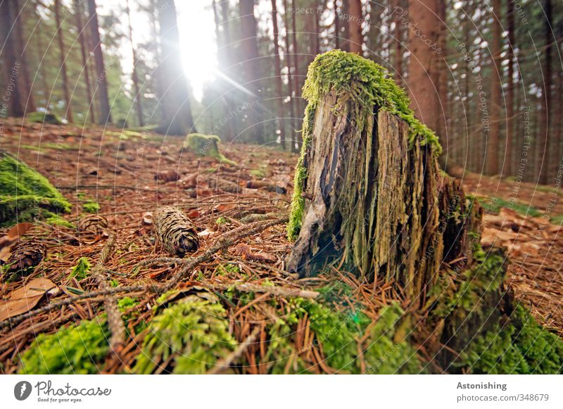 der letzte Rest des Baumes Umwelt Natur Landschaft Pflanze Erde Himmel Sonne Sonnenlicht Frühling Wetter Schönes Wetter Wärme Moos Blatt Wald Holz stehen klein