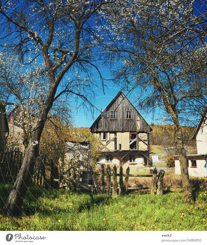 Lücke im Zaun Dorf Lausitz Sachsen Wiese Haus Ruine alt Holz Frühling Bäume Baumblüte Sonnenlicht Wolkenloser Himmel Außenaufnahme Menschenleer Farbfoto Tag