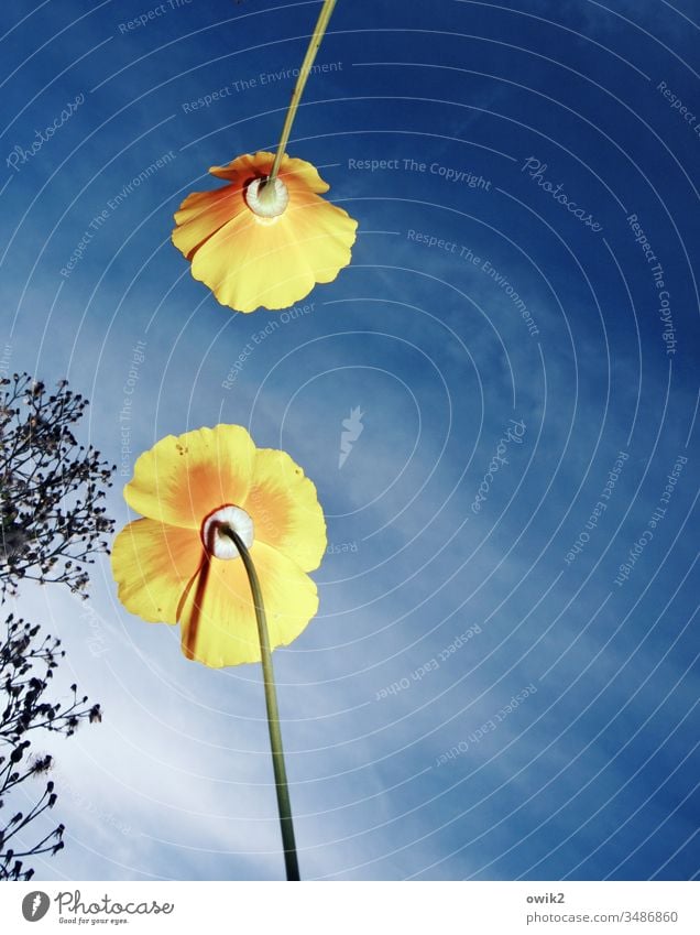 Begegnung Blumen Blüten Mohn Kalifornischer Mohn Blick nach oben Himmel Sonnenlicht Blitzlichtaufnahme wachsen Natur Sommer blau gelb blühen Garten Wiese Bäume