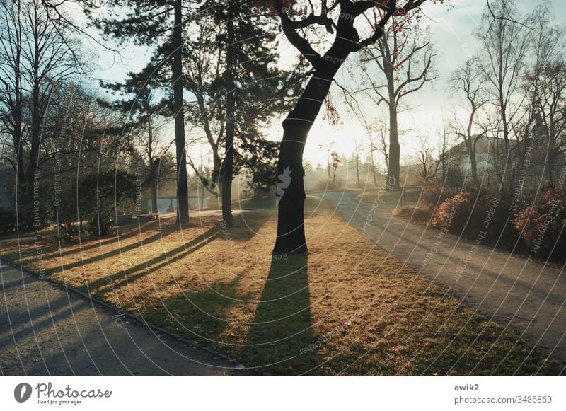 Wege und Schatten Park Bäume Wiese Licht Sonne Sonnenlicht Gegenlicht Sonnenaufgang Frühling Natur Farbfoto Außenaufnahme Sonnenstrahlen Gras Umwelt Landschaft