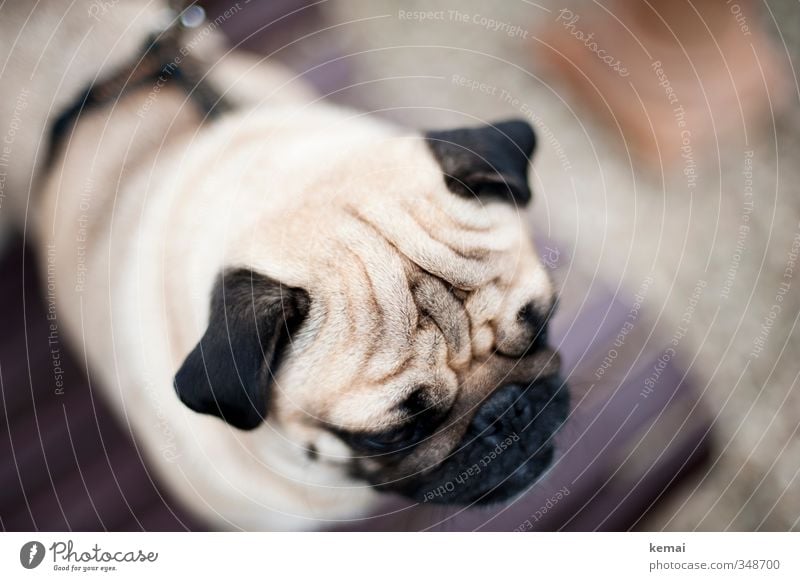 Stirn in Falten legen Tier Haustier Hund Fell Mops Nase Ohr Hautfalten 1 sitzen warten Farbfoto Gedeckte Farben Außenaufnahme Nahaufnahme Detailaufnahme Tag