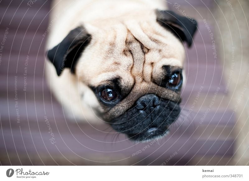 Roll doch mal den Mops vom Sofa Tier Haustier Hund Tiergesicht Fell 1 Blick Falten Auge Ohr Schnauze platt Farbfoto Gedeckte Farben Außenaufnahme Nahaufnahme