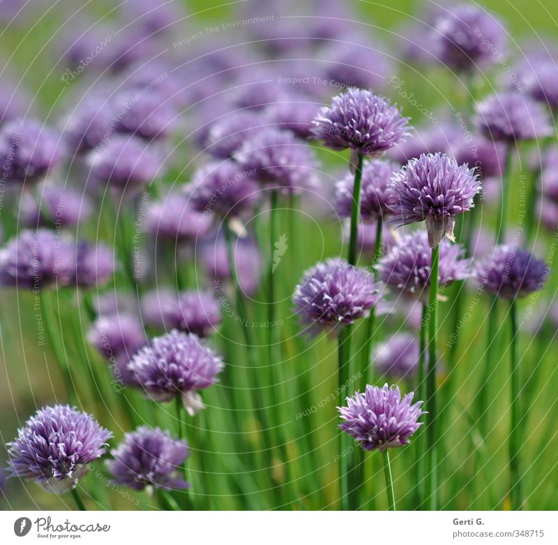 lecker Lauch Kräuter & Gewürze Schnittlauch Küchenkräuter Ernährung Natur Nutzpflanze grün violett Gartenpflanzen Porree Würzig Salatgewürz Halm viele