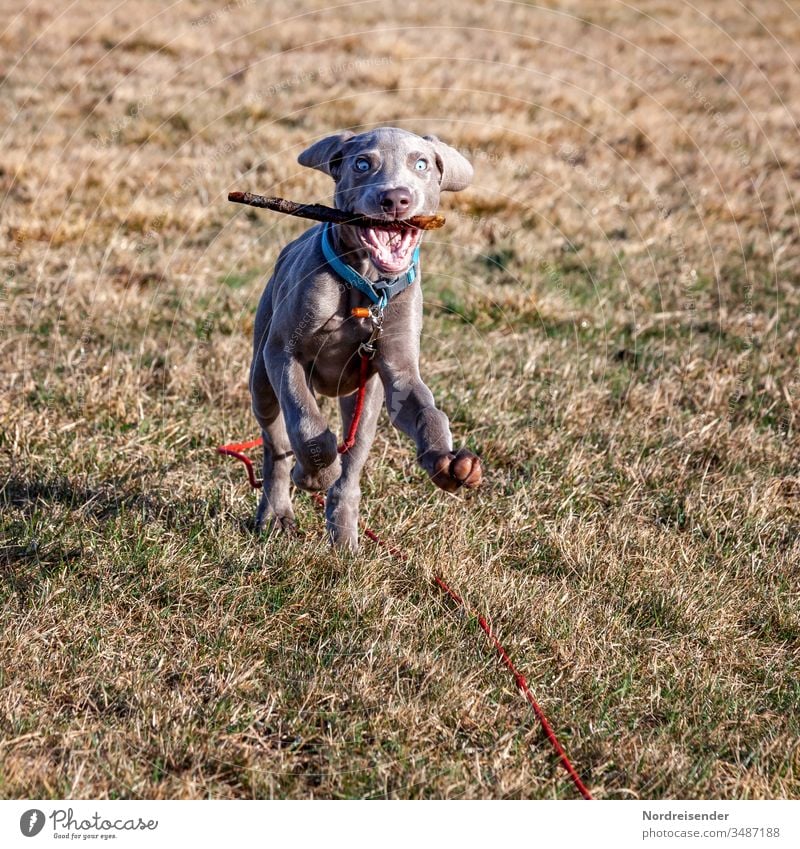 Weimaraner Welpe beim Spiel auf der Wiese wiese frühling körpersprache jagen welpenschule hundeschule ausbildung weimaraner welpe niedlich kindchenschema spiel