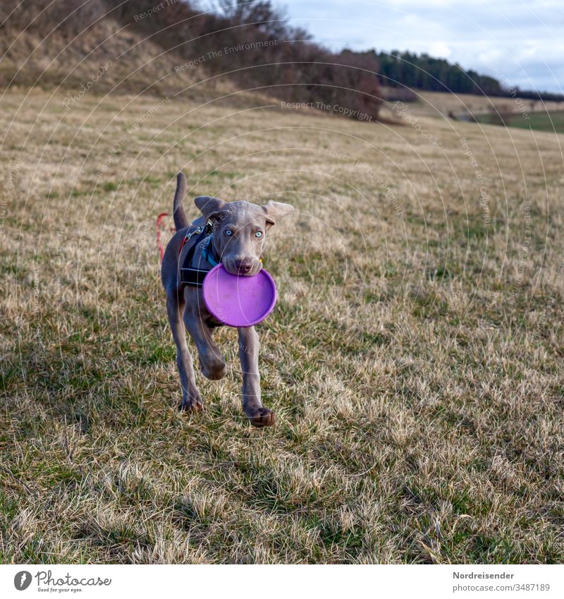 Weimaraner Welpe mit Wurfscheibe auf einer Wiese weimaraner welpe hund haustier braun hübsch jagdhund portrait reinrassig wald gras jung freudig säugetier toben