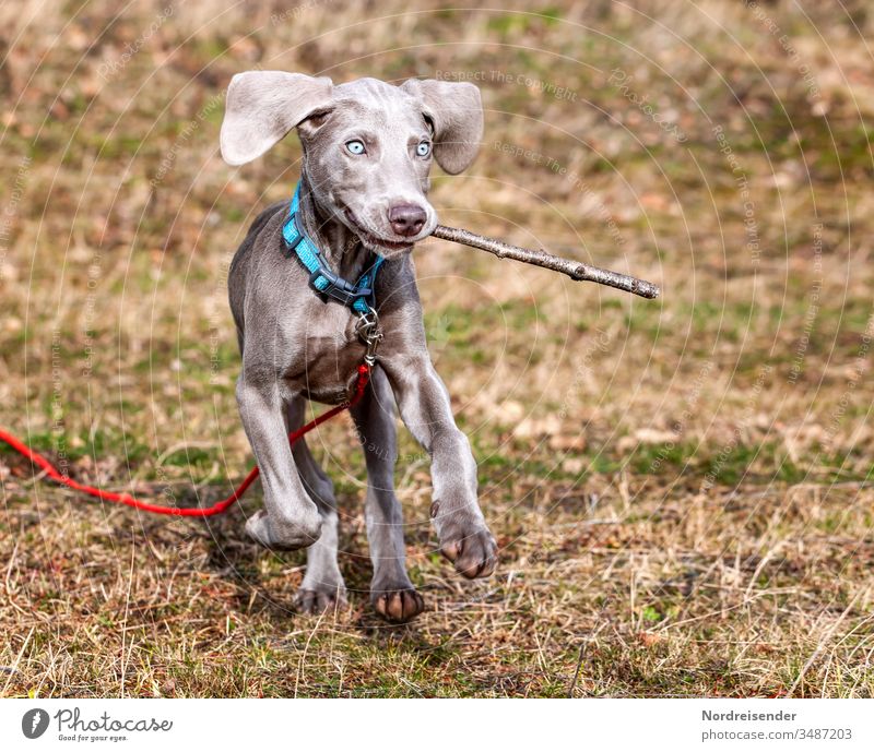 Kindchenschema bei einem Weimaraner Welpen beim spielen auf einer Wiese weimaraner welpe hund haustier braun hübsch jagdhund portrait reinrassig sprache gras