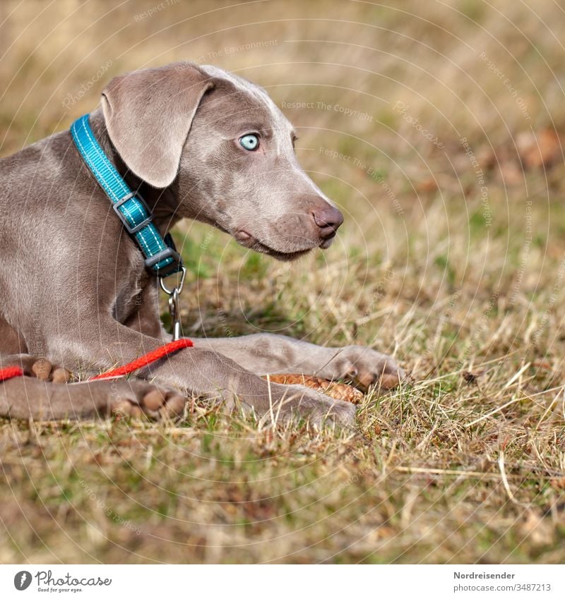 Weimaraner Welpe mit blauen Augen auf einer Wiese weimaraner welpe hund haustier braun hübsch jagdhund portrait reinrassig sprache gras jung freudig säugetier