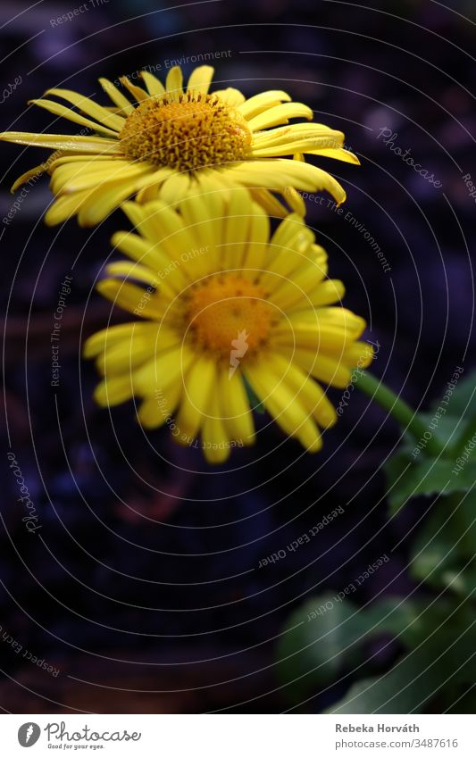 Zwei leuchtend gelbe Blüten in der Frühlingsmorgensonne. Blume Blütenblatt Pflanze gelbe Blume Frühlingsblume Blühend Blumen Natur Blütenblätter Frühblüher