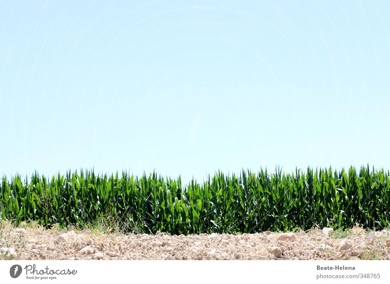 wenn alle Pflänzlein treiben Umwelt Natur Landschaft Pflanze Wolkenloser Himmel Frühling Sommer Schönes Wetter Nutzpflanze Getreidefeld Feld atmen wählen