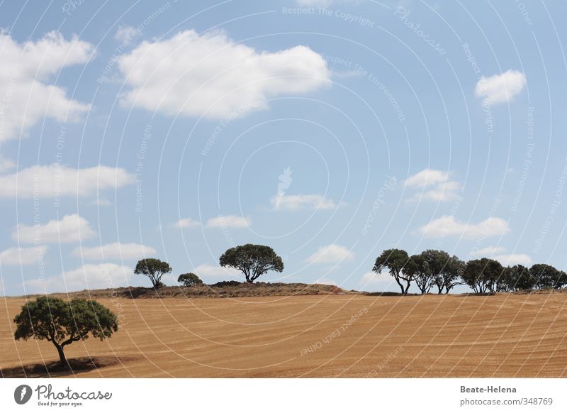 Heiter bis wolkig Natur Landschaft Pflanze Erde Himmel Wolken Sommer Wetter Schönes Wetter Baum Feld Wald Spanien atmen entdecken Erholung