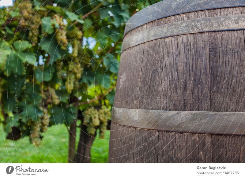 Weingut Italien Weinrebe Traube Weinberg Feld Toskana Lauf Saison Herbst toskanisch Ackerbau Landwirtschaft Ackerland Italienisch Bauernhof Szene Chianti