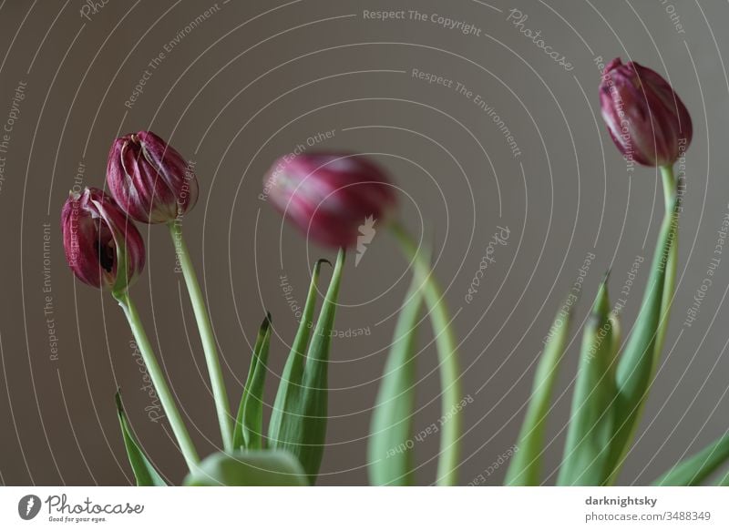 Verblühte rote Tulpen in einer Vase Ostern flora innen innenraum dekoration nach Post floral beige grün violett welk verwelkt Blumenstrauß