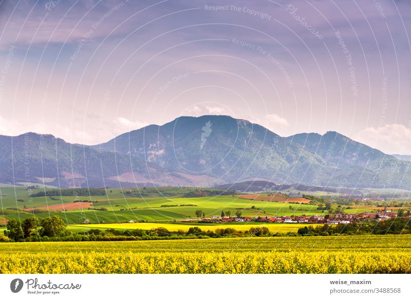 Frühlingsgelbe Rapsfelder und grüne Wiesen im Tal der Tatra. Ländliche Szene der Slowakei. Blühende Frühlingslandschaft. Feld Berge u. Gebirge Hügel Gras